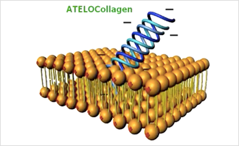 Atelo collagen
