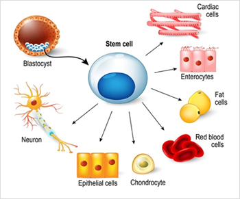 Stem Cell
